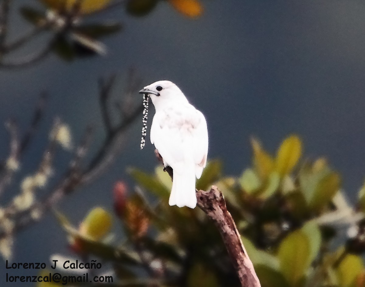 White Bellbird - ML274299411