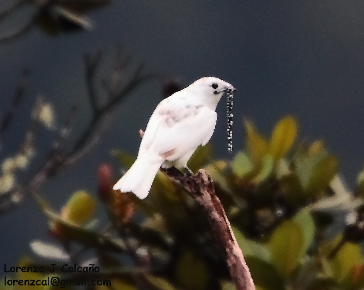 White Bellbird - ML274299511