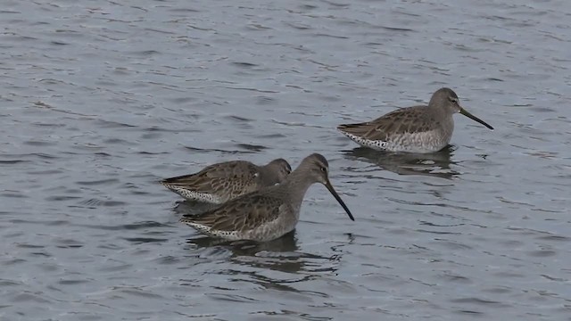 Long-billed Dowitcher - ML274301471