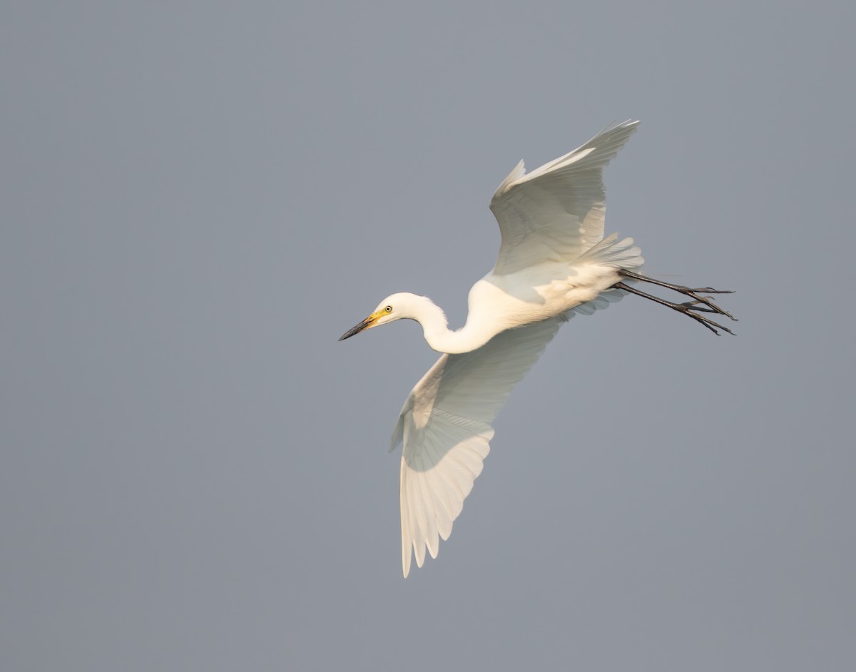 Medium Egret - Per Smith