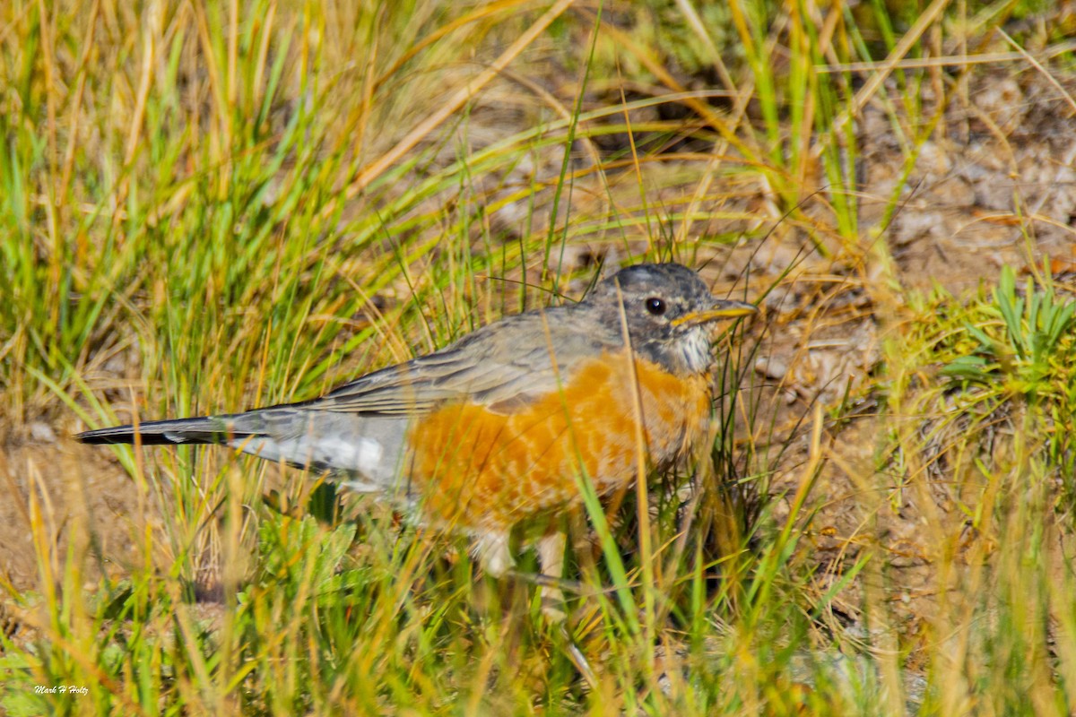 American Robin - Mark  Holtz