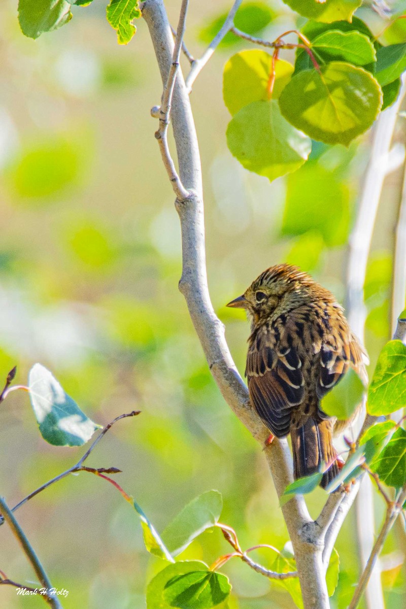 Lincoln's Sparrow - Mark  Holtz