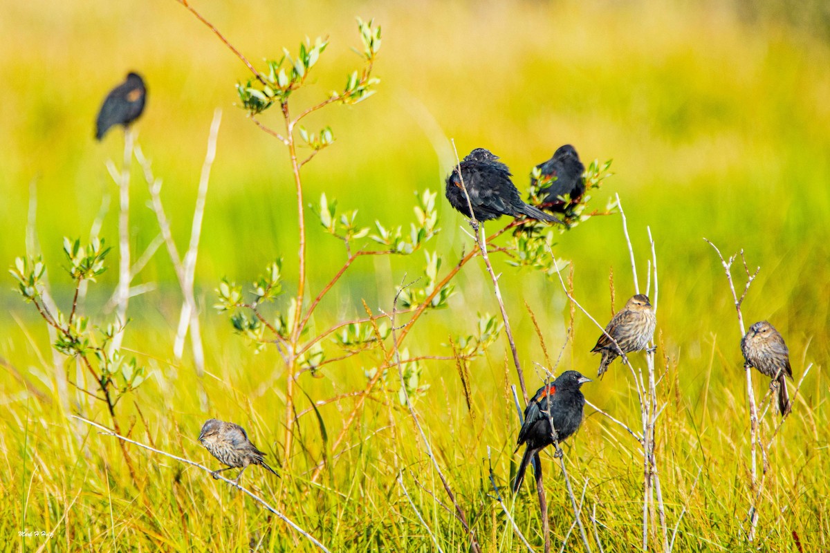 Red-winged Blackbird - ML274304691