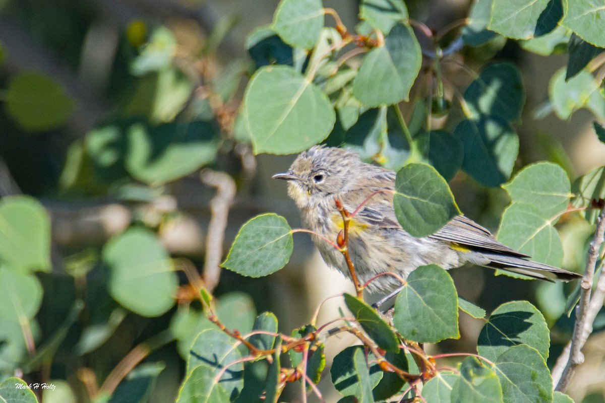 Yellow-rumped Warbler - ML274304741
