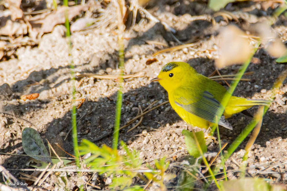 Wilson's Warbler - ML274304811