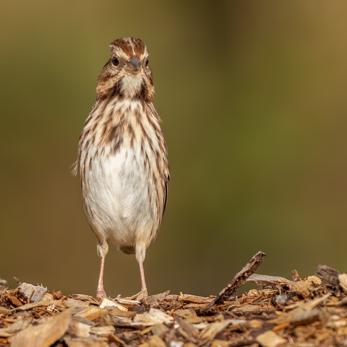 Song Sparrow - Kevin  Fox