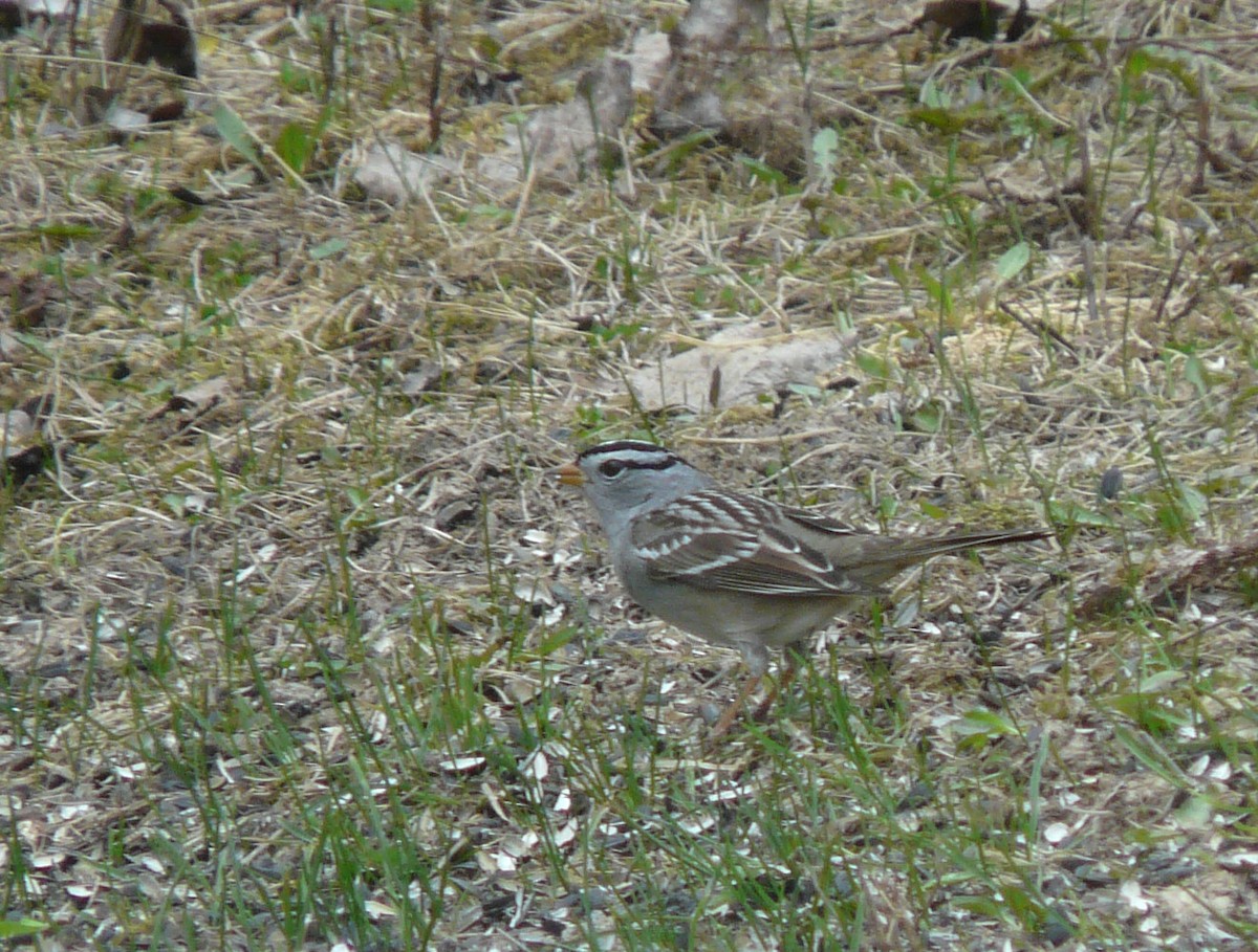 White-crowned Sparrow - ML27430521