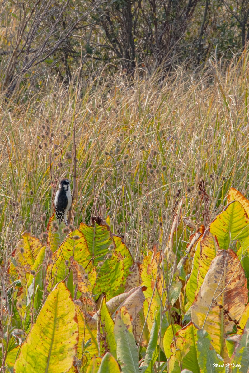 Hairy Woodpecker - ML274305931