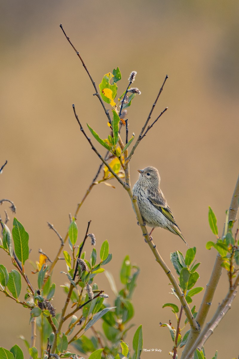 Pine Siskin - ML274306001