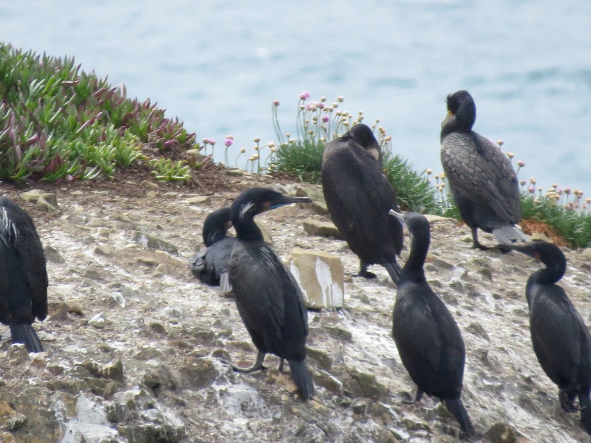 Brandt's Cormorant - Dave Bengston