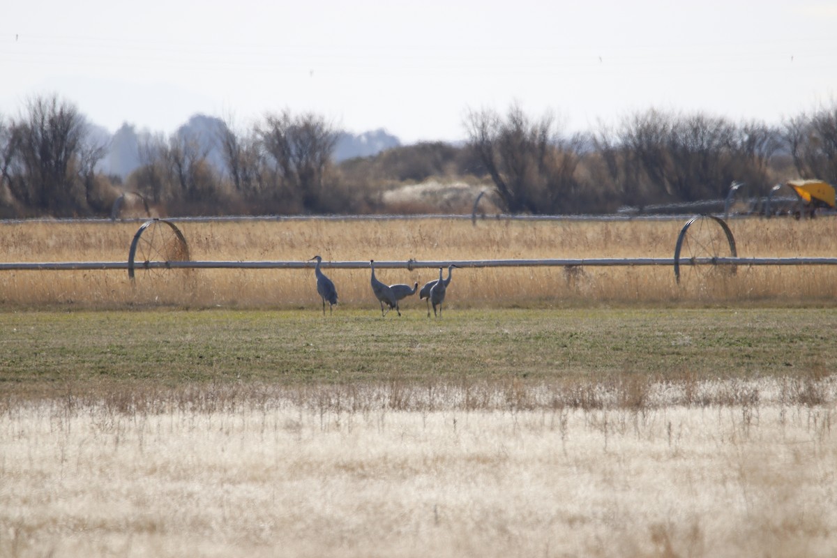 Sandhill Crane - Douglas Farr