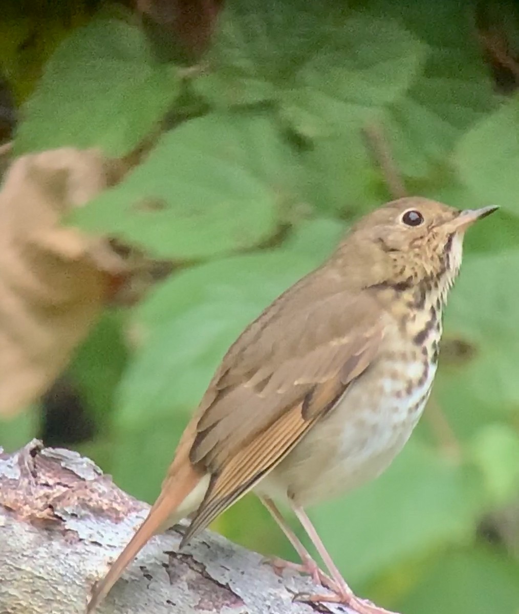 Hermit Thrush - Tina Green