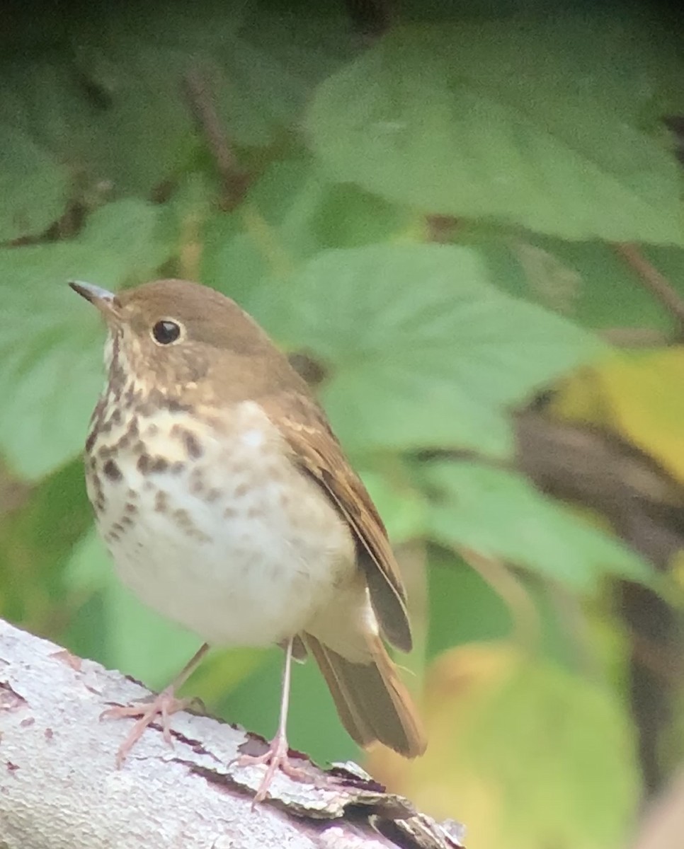 Hermit Thrush - Tina Green