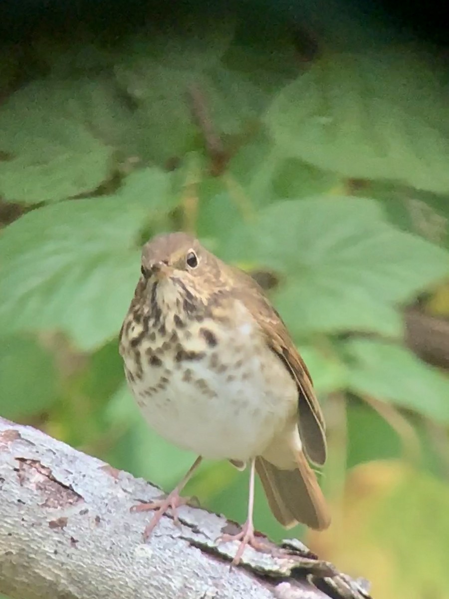 Hermit Thrush - ML274308411