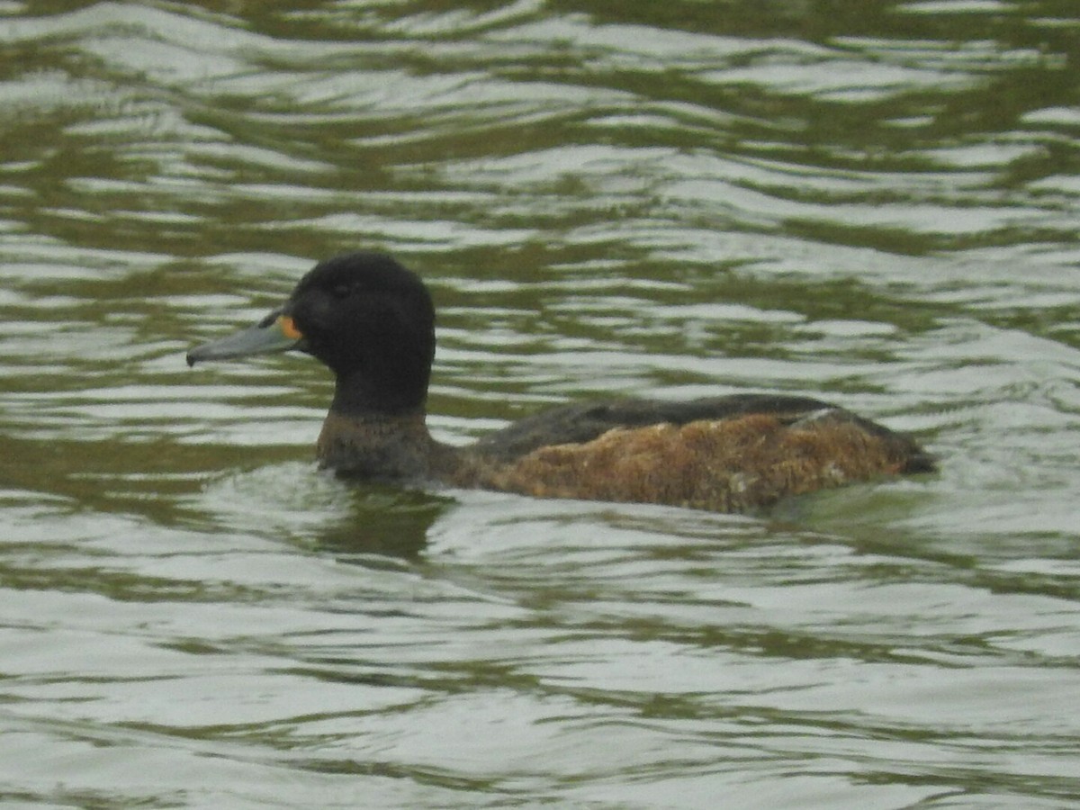 Black-headed Duck - ML274308541