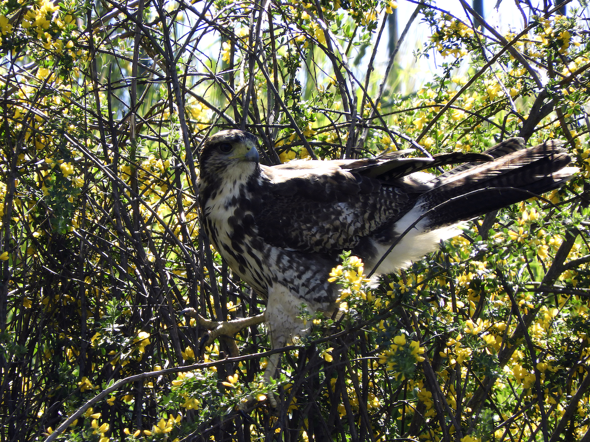Harris's Hawk - ML274309111