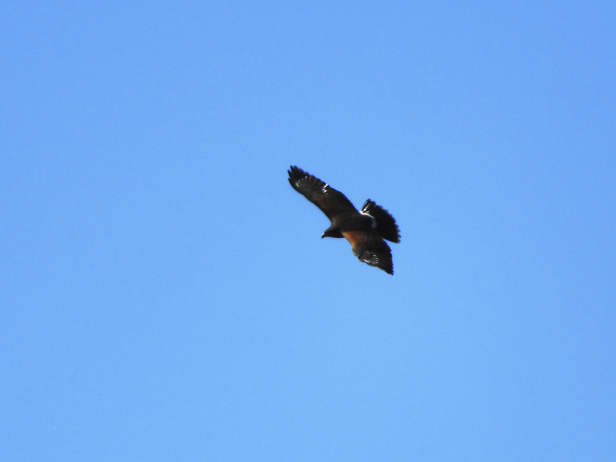 Harris's Hawk - ML274309131