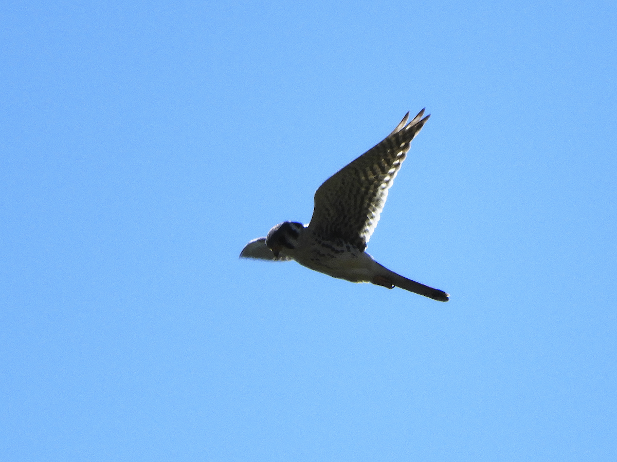 American Kestrel - ML274309181
