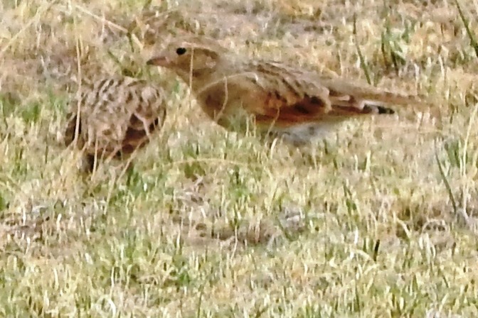 ostružka černovousá - ML274309521