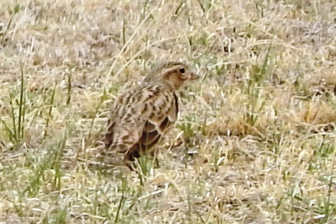 ostružka černovousá - ML274309531