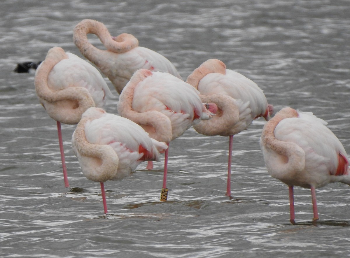 Greater Flamingo - Carles Carboneras