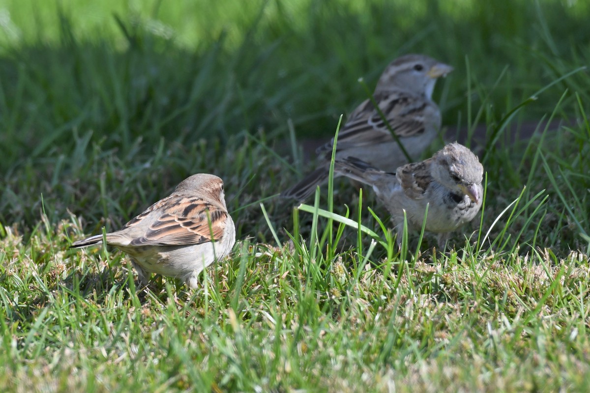 Moineau domestique - ML274311491