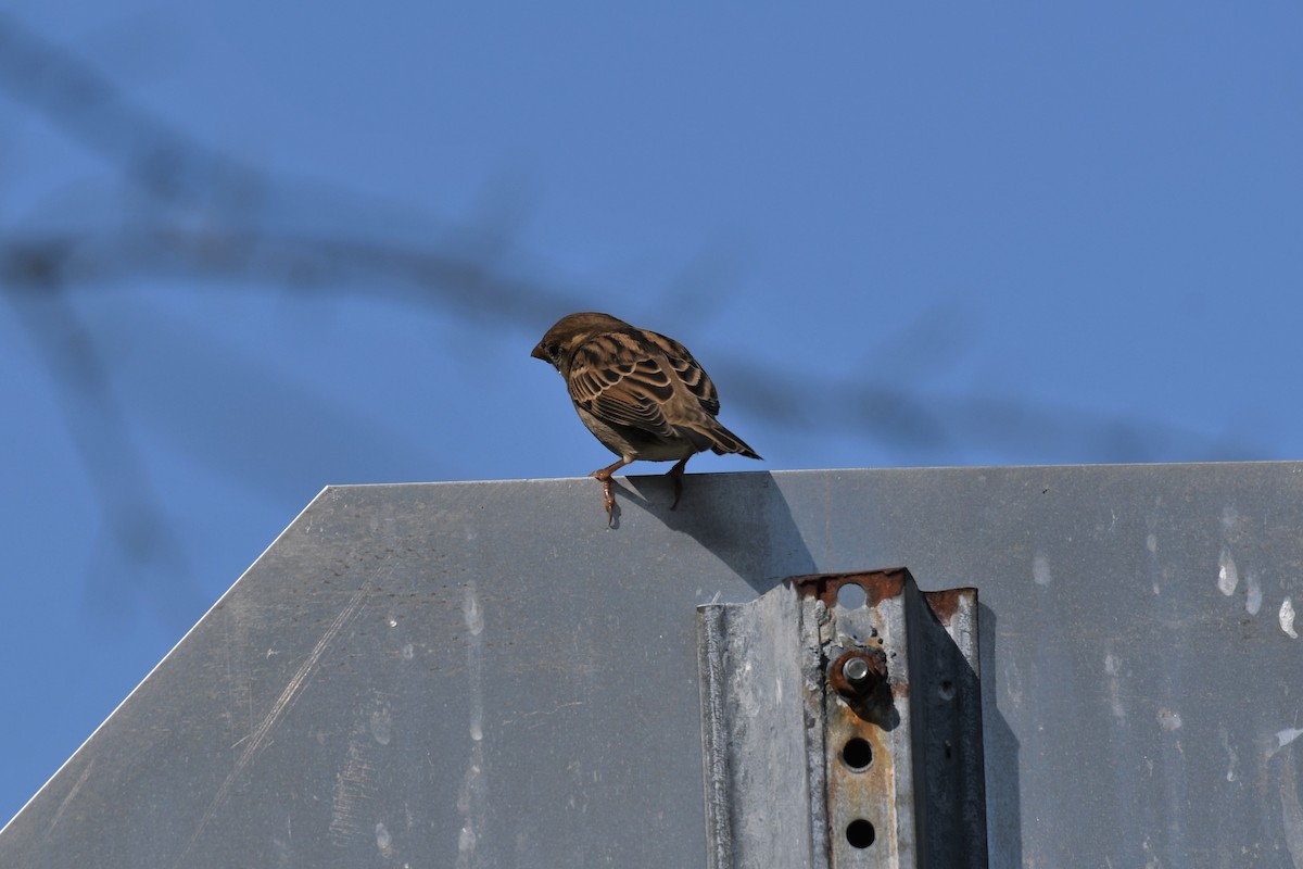 Moineau domestique - ML274311801