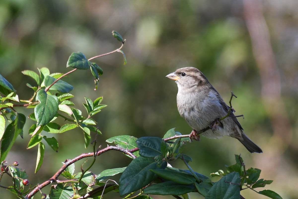 Moineau domestique - ML274312001