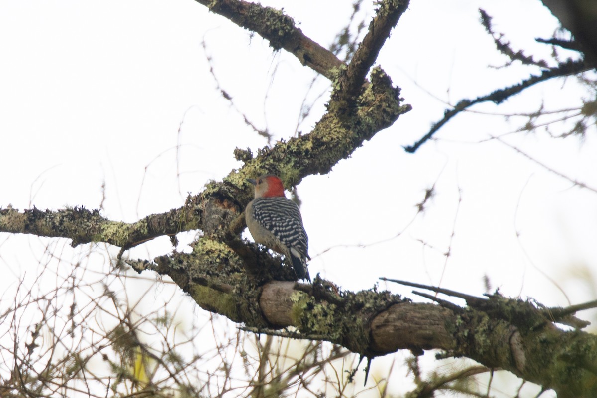 Red-bellied Woodpecker - ML274312061