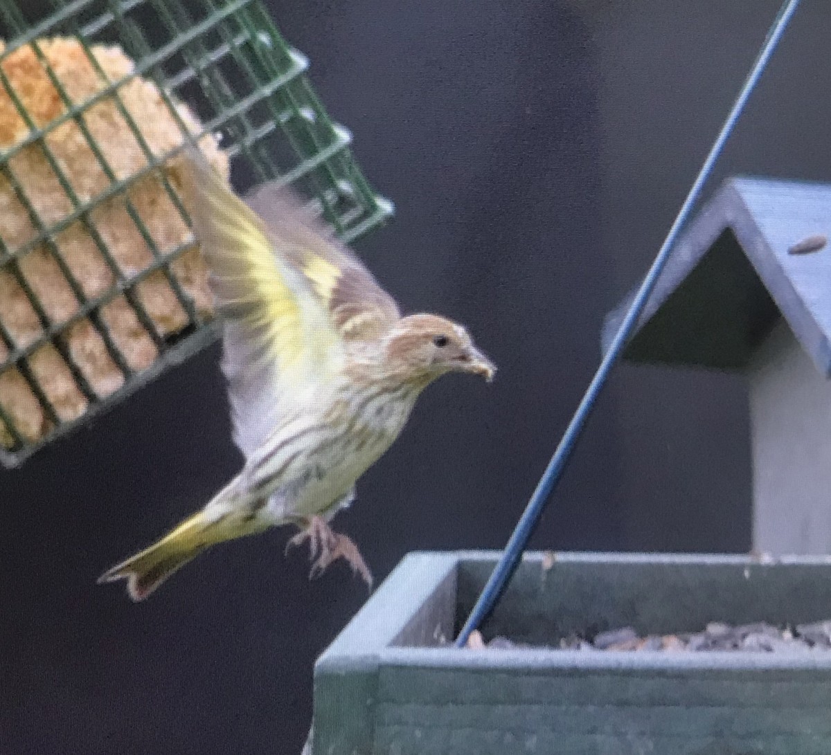 Pine Siskin - ML274312711