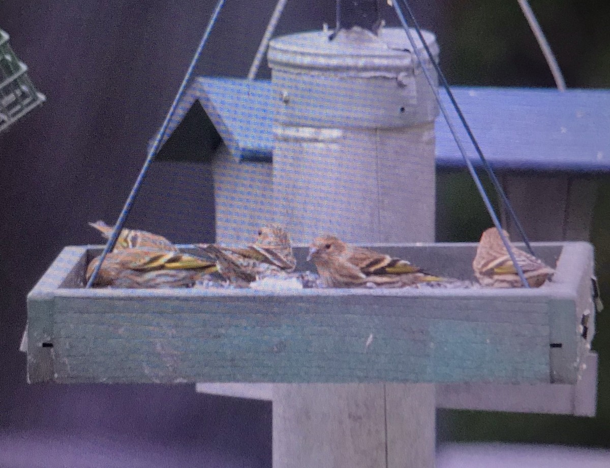 Pine Siskin - ML274312741