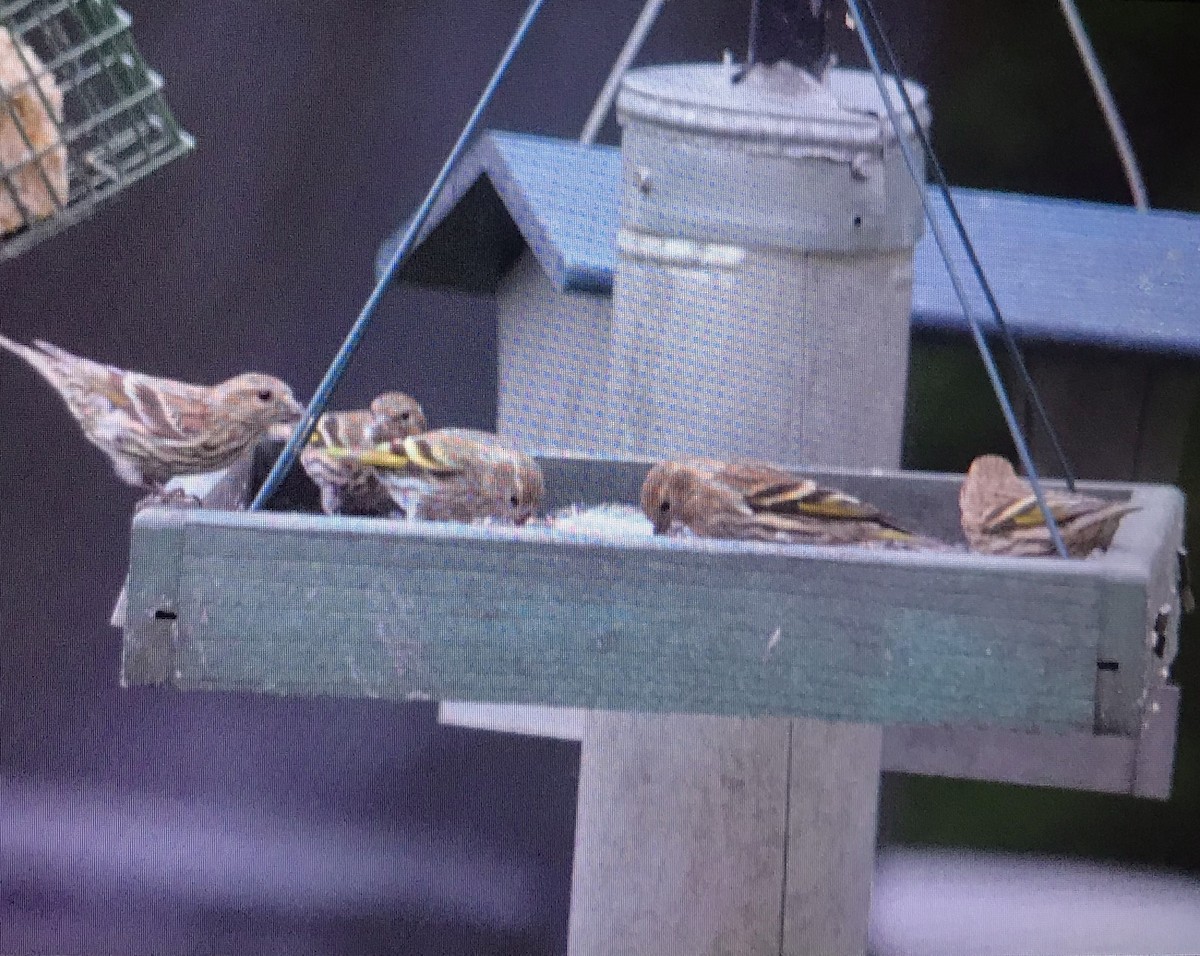 Pine Siskin - ML274312761