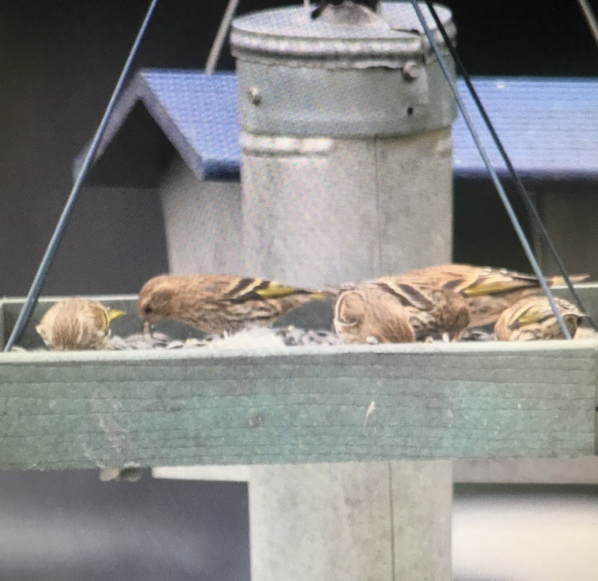 Pine Siskin - ML274313901