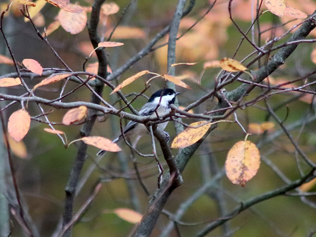 Black-capped Chickadee - ML274314181