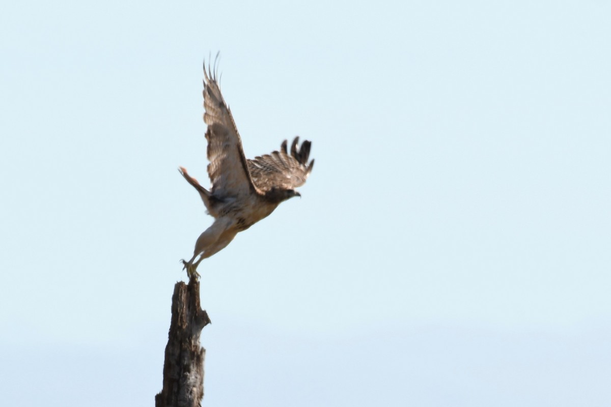 Red-tailed Hawk - ML274317161