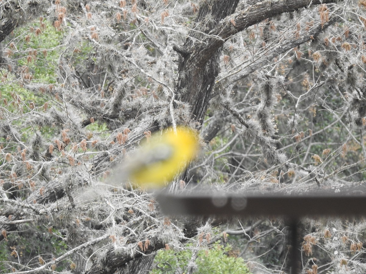 Yellow Grosbeak - ML274320601