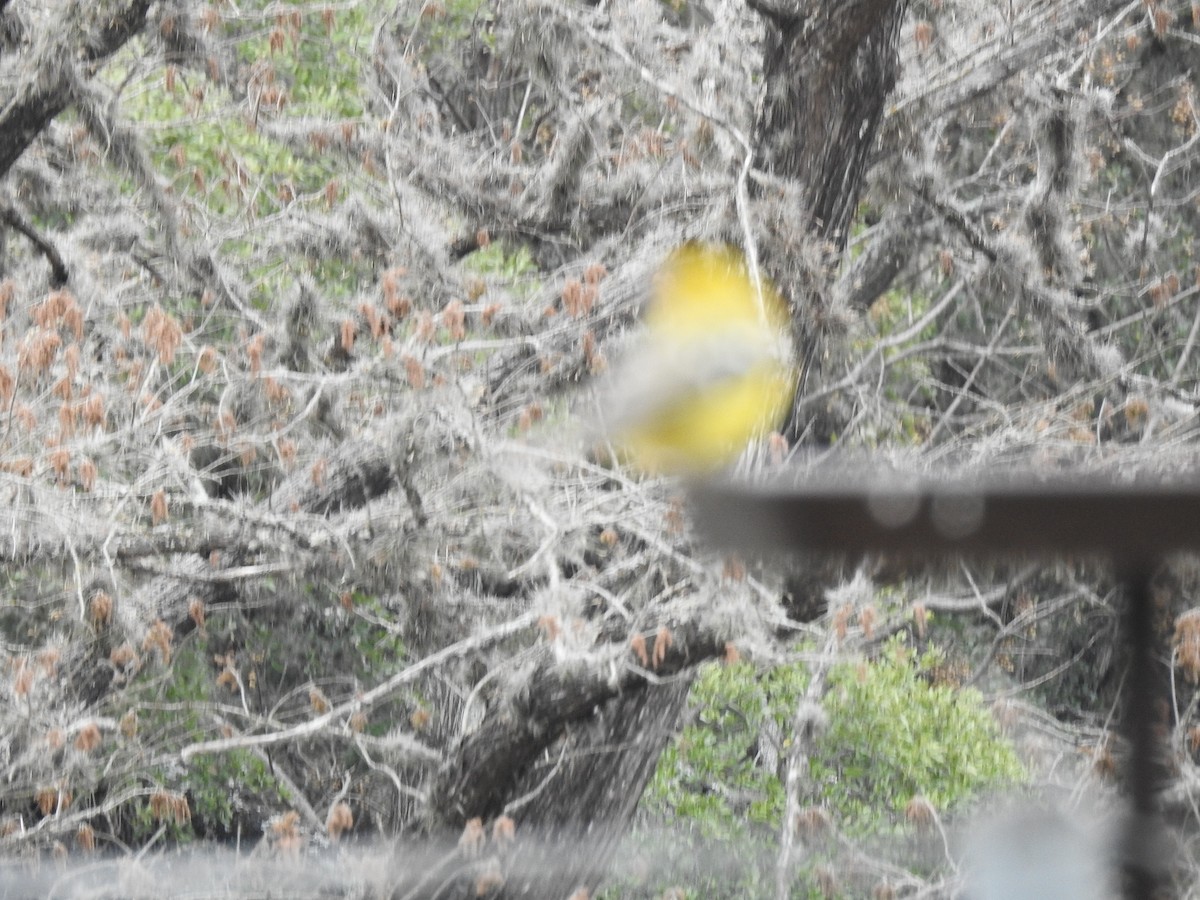 Yellow Grosbeak - ML274320721