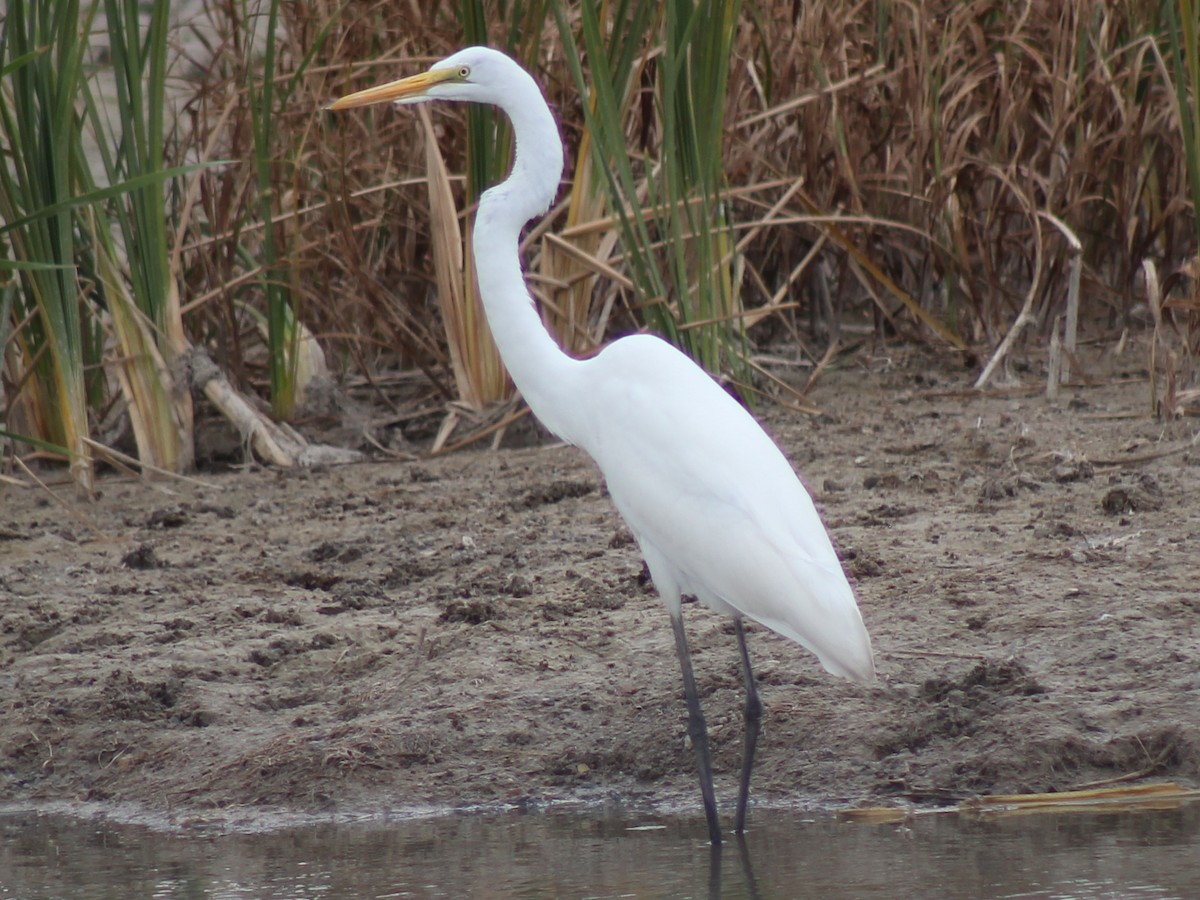 Great Egret - Sean Cowden