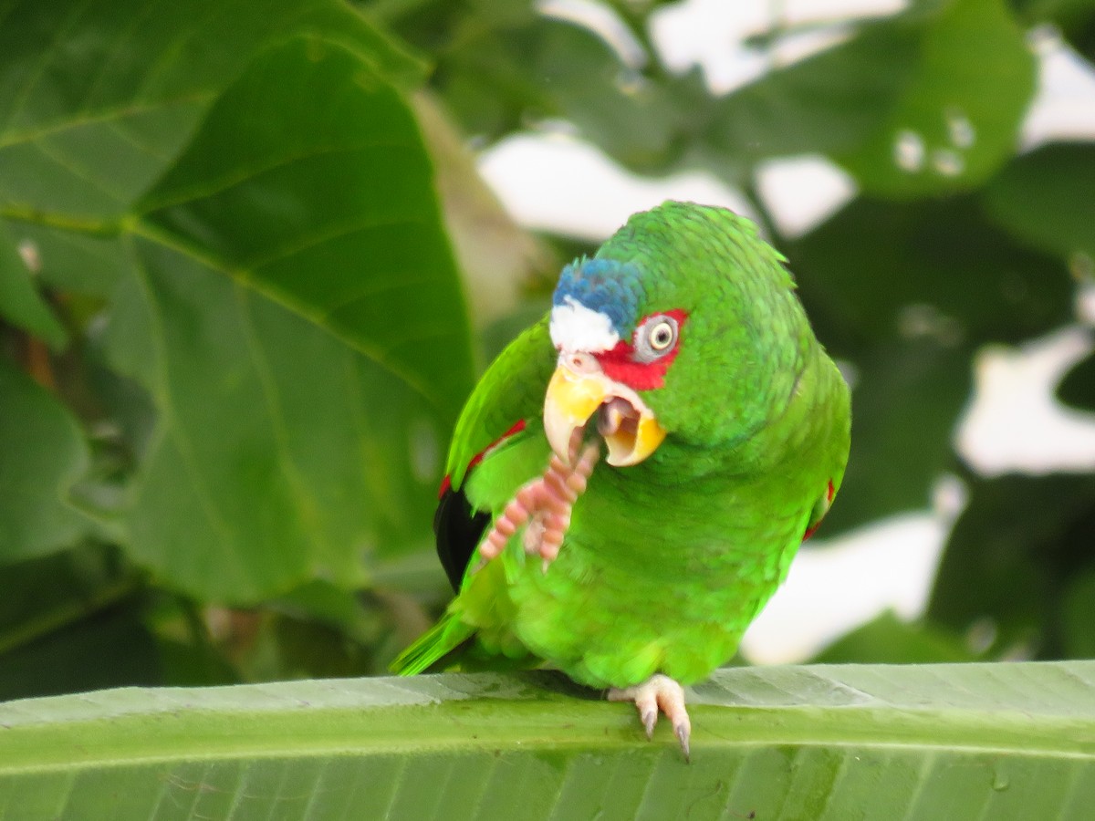 White-fronted Parrot - Carlos Sandoval