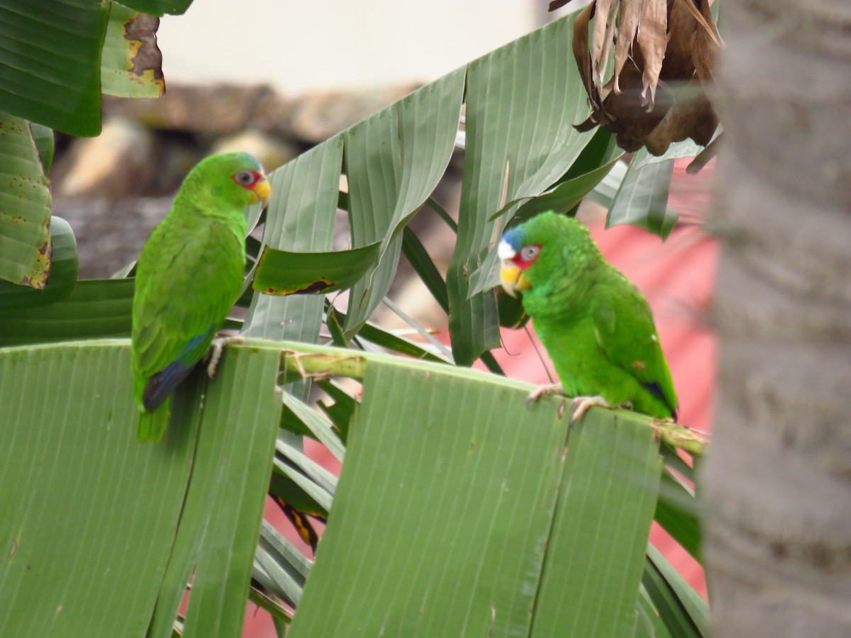 White-fronted Parrot - ML274321141