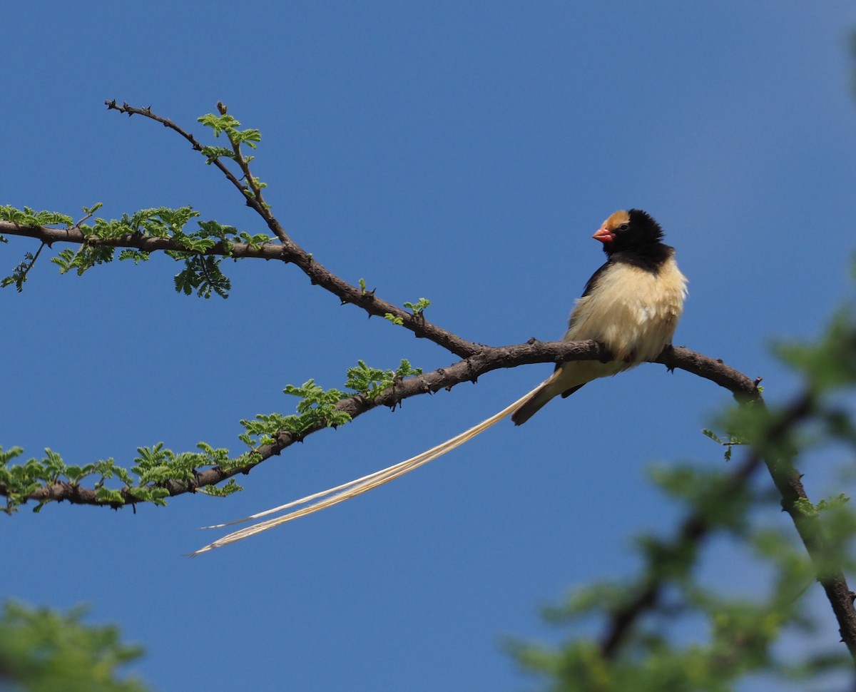 Straw-tailed Whydah - ML274321501