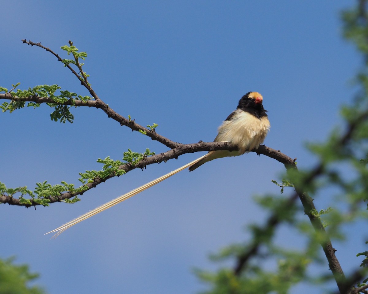 Straw-tailed Whydah - ML274321591