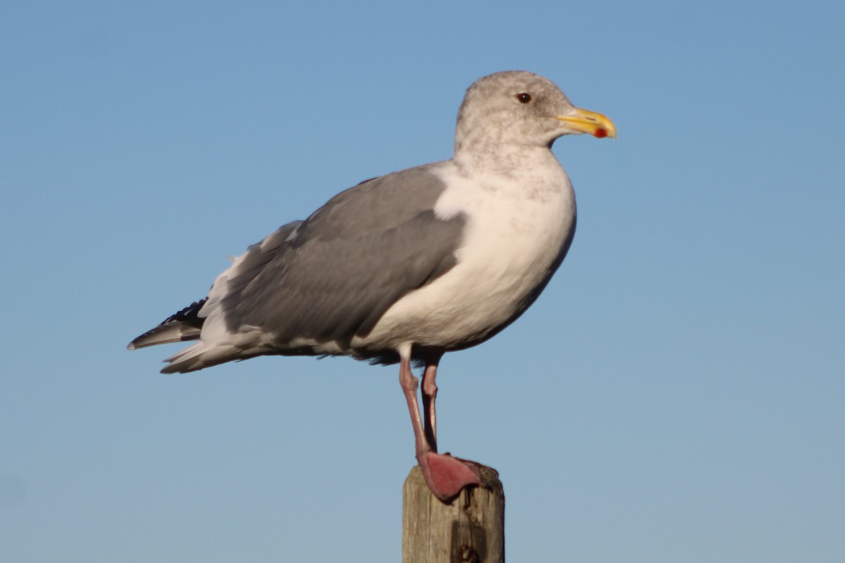 Western x Glaucous-winged Gull (hybrid) - ML274323071