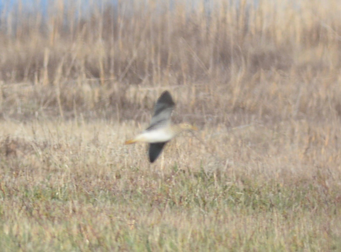 Upland Sandpiper - Suzanne Sullivan