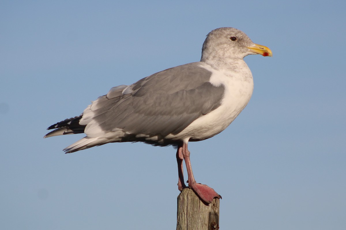 Western x Glaucous-winged Gull (hybrid) - ML274323171