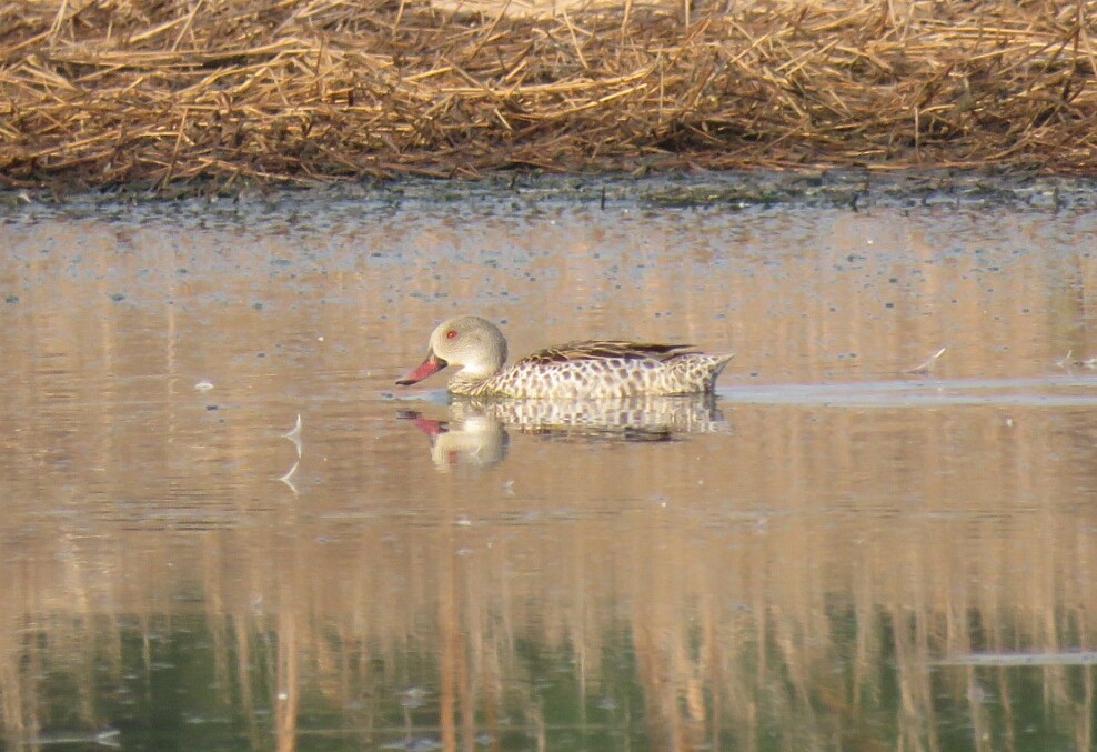 Cape Teal - ML27432361