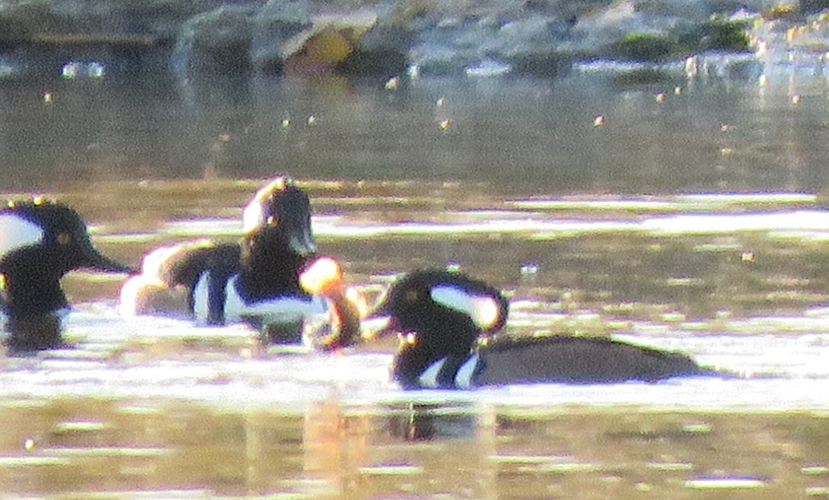 Hooded Merganser - ML274323971