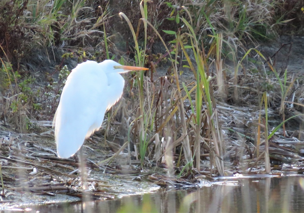 Great Egret - ML274324211