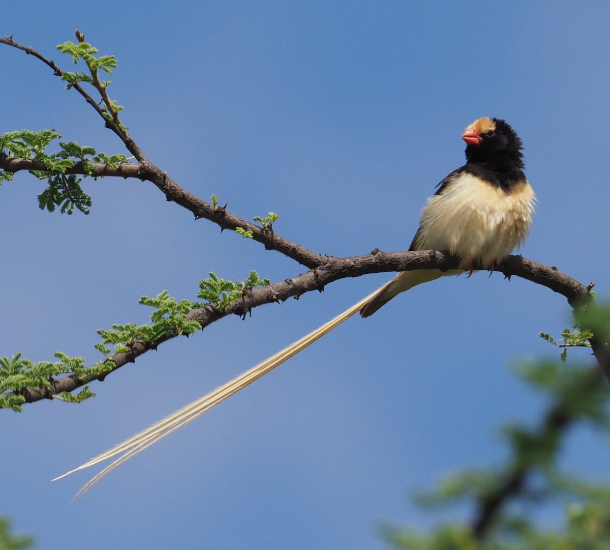Straw-tailed Whydah - Stephan Lorenz