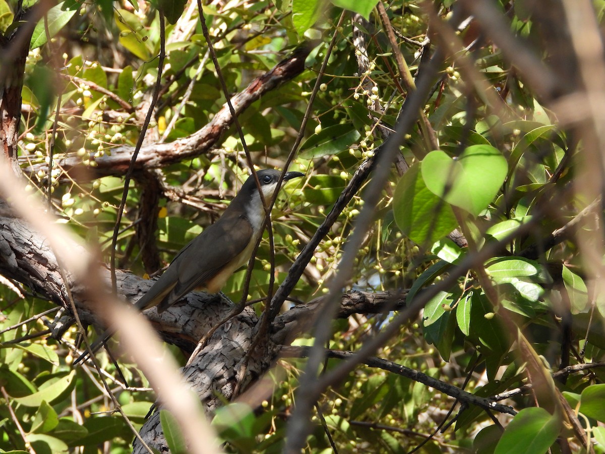 Dark-billed Cuckoo - ML274324561